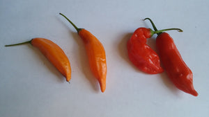 Aji Colorado Orange (Pepper Seeds)