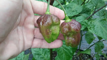 Load image into Gallery viewer, 7JPN Light (Pepper Seeds)