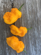 Load image into Gallery viewer, Bhut x Yellow Brainstrain (Pepper Seeds)