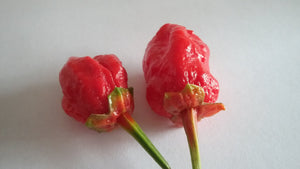 7 Pot Bubblegum Red (Pepper Seeds)