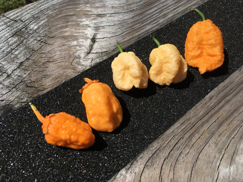 NagaGum Peach Italia (Pepper Seeds)