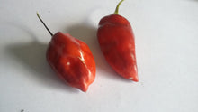 Load image into Gallery viewer, PJ Red OG (Pepper Seeds)