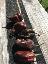 Load image into Gallery viewer, Primo &quot;X&quot; x Douglah (Pepper Seeds)