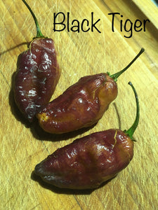 Black Tiger (Pepper Seeds)