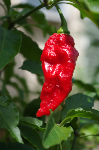 Naga Dorset (Pepper Seeds)