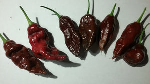 Guwa "X" Red (Pepper Seeds)