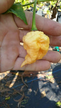 Load image into Gallery viewer, California Reaper (Pepper Seeds)