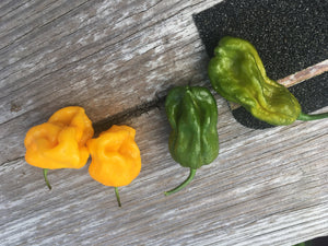 Douglah x Barakpere (Yellow)(Pepper Seeds)