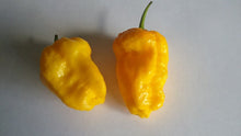 Load image into Gallery viewer, Big Yellow Mama (Pepper Seeds)