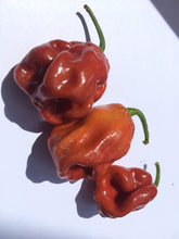 Load image into Gallery viewer, 7 Pot Burgundy (Pepper Seeds)