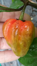 Load image into Gallery viewer, Bhut Jolokia Purple Pumpkin (Pepper Seeds)