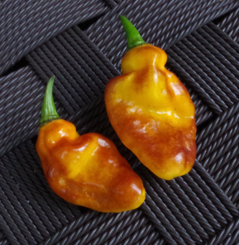 Pimenta Puma (Pepper Seeds)
