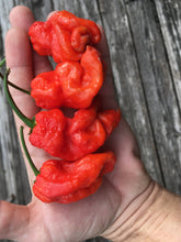 Load image into Gallery viewer, Naglah Red (Pepper Seeds)
