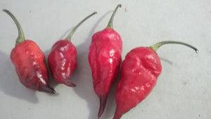 Trinidad Viper X Purple Bhut Jolokia (Pepper Seeds)