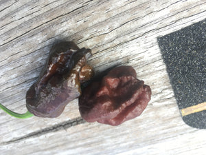 Primo "X" x Douglah (Pepper Seeds)