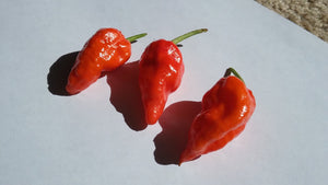 Bhut Jolokia Purple/Red "Purple Ghost" (Pepper Seeds)
