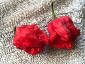 Bhutlah Decimator (Pepper Seeds)