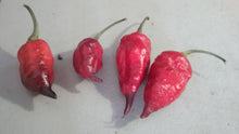 Load image into Gallery viewer, Trinidad Viper X Purple Bhut Jolokia (Pepper Seeds)