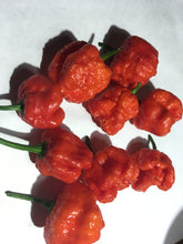 Load image into Gallery viewer, Moruga Brains Red (Pepper Seeds)