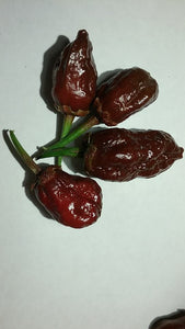 Borg 9 Bleeding Chocolate (BBG) (Pepper Seeds)