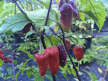Load image into Gallery viewer, Jes&#39;s Moranga Purple/Red (Pepper Seeds)