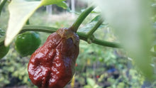 Load image into Gallery viewer, 7 Pot Bubblegum Chocolate (Pepper Seeds)