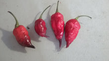 Load image into Gallery viewer, Trinidad Viper X Purple Bhut Jolokia (Pepper Seeds)