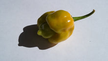 Load image into Gallery viewer, 7 Pot Mustard O.C.D. (Pepper Seeds)