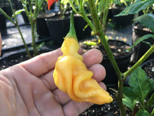 Load image into Gallery viewer, SRP Erotic (Pepper Seeds)