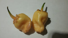 Load image into Gallery viewer, M.A.M.P. Peachgum Tiger (Pepper Seeds)