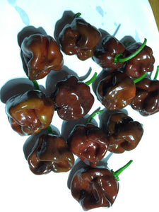 Scotch Bonnet Chocolate (Pepper Seeds)