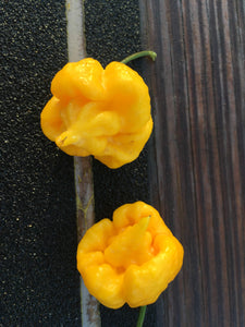 7 Pot Primo Yellow (Pepper Seeds)