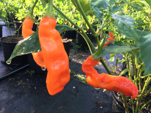 Sugar Rush Red (Pepper Seeds)