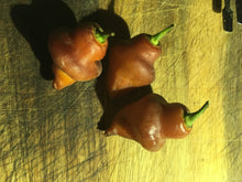 Load image into Gallery viewer, 7JPN Burnt Roxa  (Pepper Seeds)