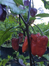 Load image into Gallery viewer, Jes&#39;s Moranga Purple/Red (Pepper Seeds)