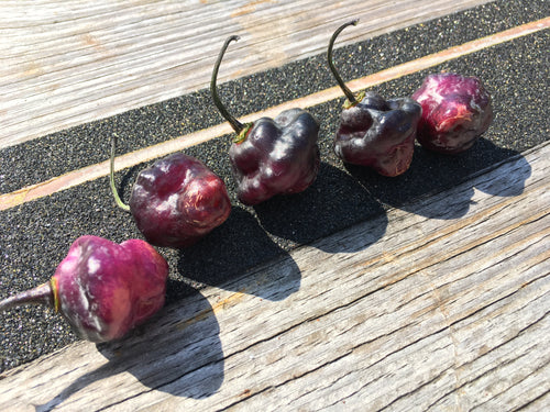 Roxa Lantern Black (Pepper Seeds)