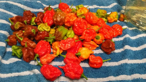 Brazilian Ghost Red (Pepper Seeds)