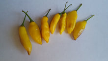 Load image into Gallery viewer, Aji Lemon (Pepper Seeds)
