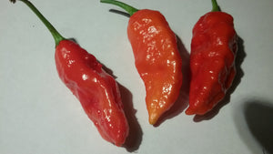 Naga Morich (Pepper Seeds)