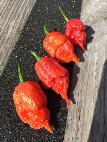 Apocalypse (Pepper Seeds)