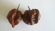 Load image into Gallery viewer, Brainstrain Chocolate AU (Pepper Seeds)