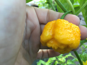 Brainstrain Yellow (Pepper Seeds)