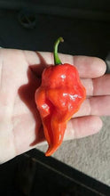 Load image into Gallery viewer, Wartryx Stretch (Pepper Seeds)