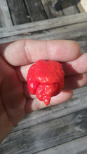 Load image into Gallery viewer, Jigsaw x Moruga (Pepper Seeds)
