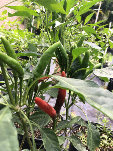 Yukari Bakan (Pepper Seeds)