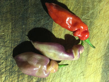 Load image into Gallery viewer, PJ Smooth Red (Pepper Seeds)