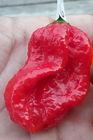 7 Pot Chaguanas Red (Pepper Seeds)
