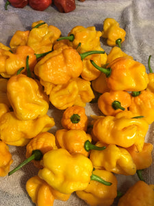 7 Pot Douglah Billy Boy Yellow (Pepper Seeds)