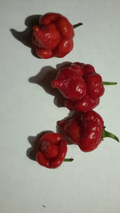 Scorpion Trinidad Red (Pepper Seeds)