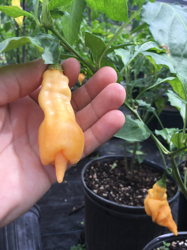 SRP Erotic (Pepper Seeds)
